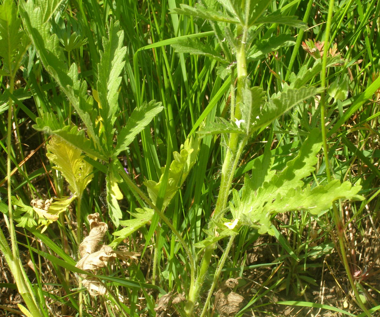 Potentilla recta